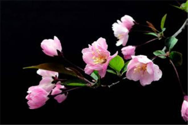 Chinese flowering crabapple