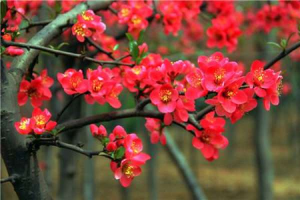Chinese flowering crabapple