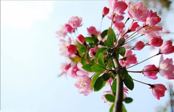Chinese flowering crabapple