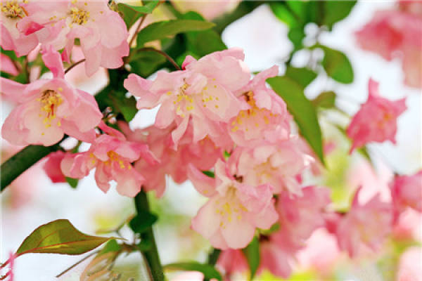 Begonia flower