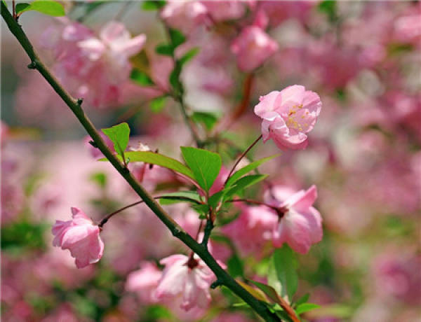 Chinese flowering crabapple
