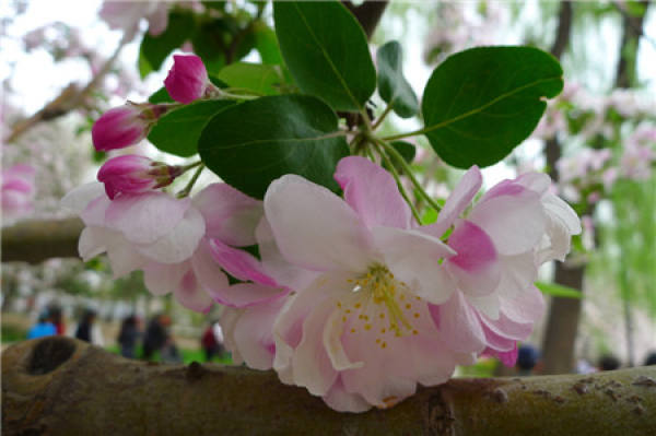 Chinese flowering crabapple