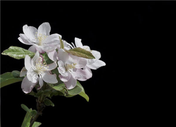 Chinese flowering crabapple
