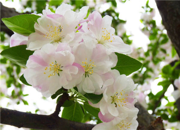 Chinese flowering crabapple
