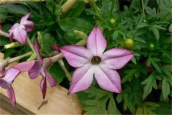 Floral Tobacco