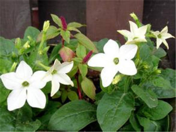 Floral Tobacco