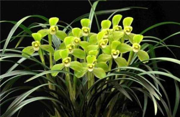 florescence and flowering management of Songmei
