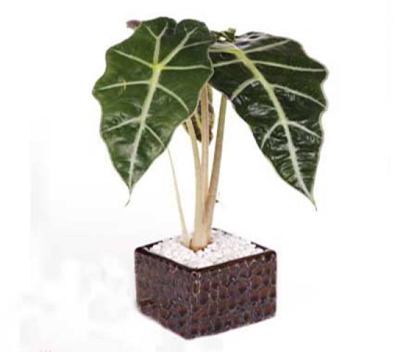 Black leaf goddess of mercy lotus pictures