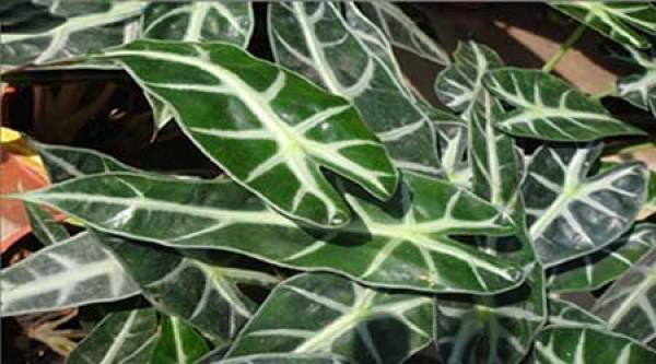 Leaf of Gynura divaricata