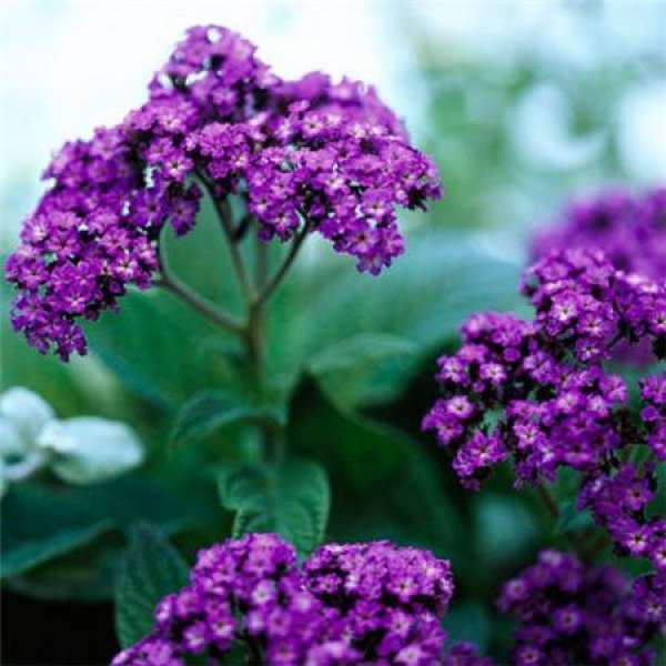 How does the perfume plant blossom and flourish?
