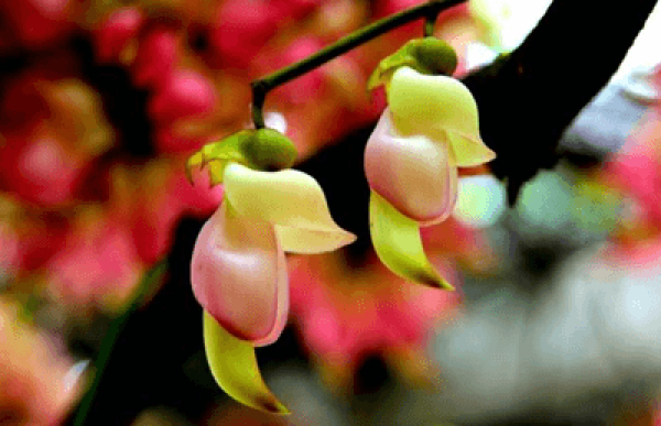 Sparrow Flower