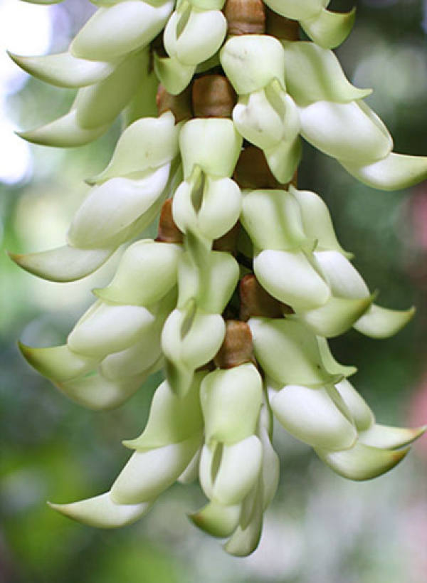 Sparrow Flower