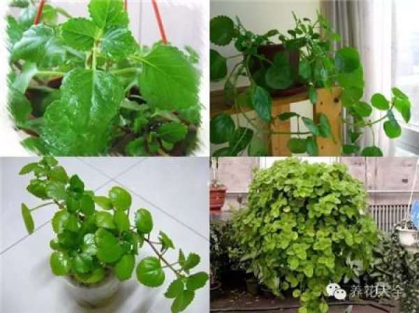 Mentha arvensis