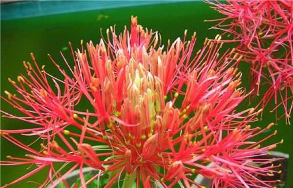 flowering period of tennis flower
