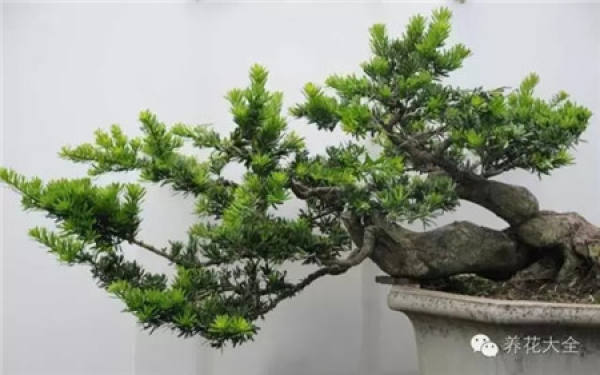 Dishui Guanyin