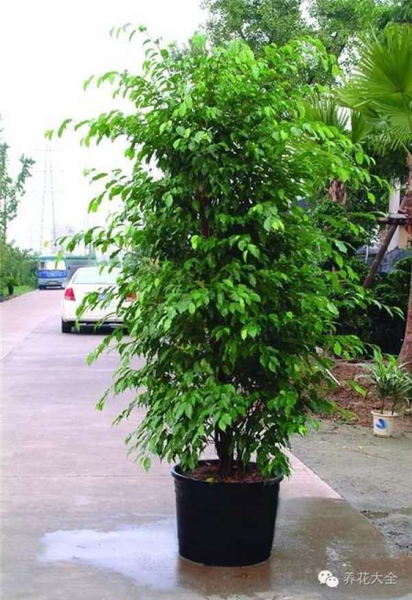 Ficus benjamina pictures