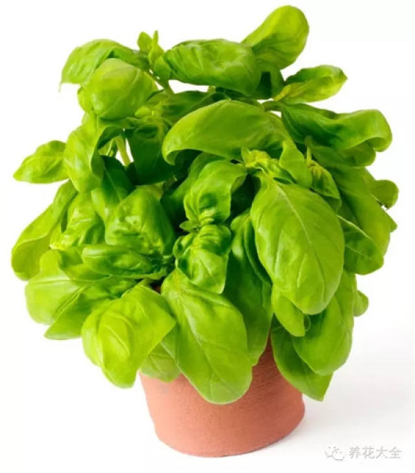 Perilla