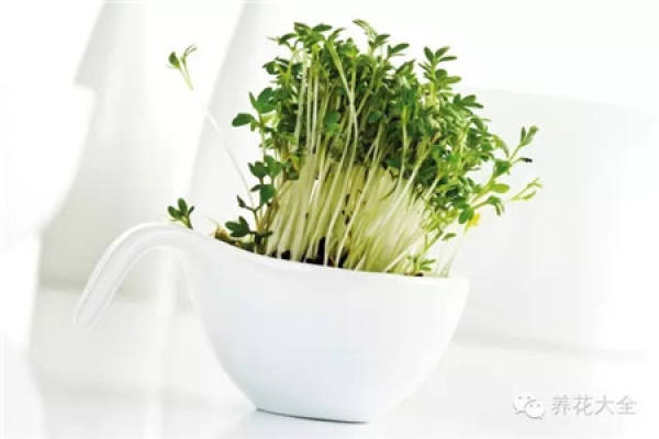 Lepidium pictures
