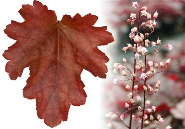 Does the alum root blossom?