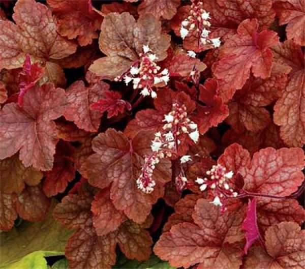 Does the alum root blossom?