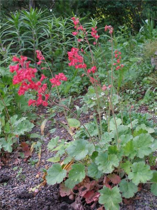Does the alum root blossom?