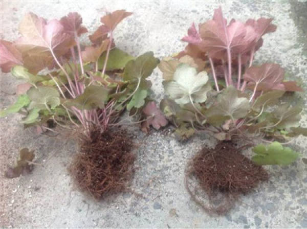 Division Propagation of Alum Root