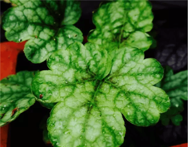 How does alum root live through the winter?