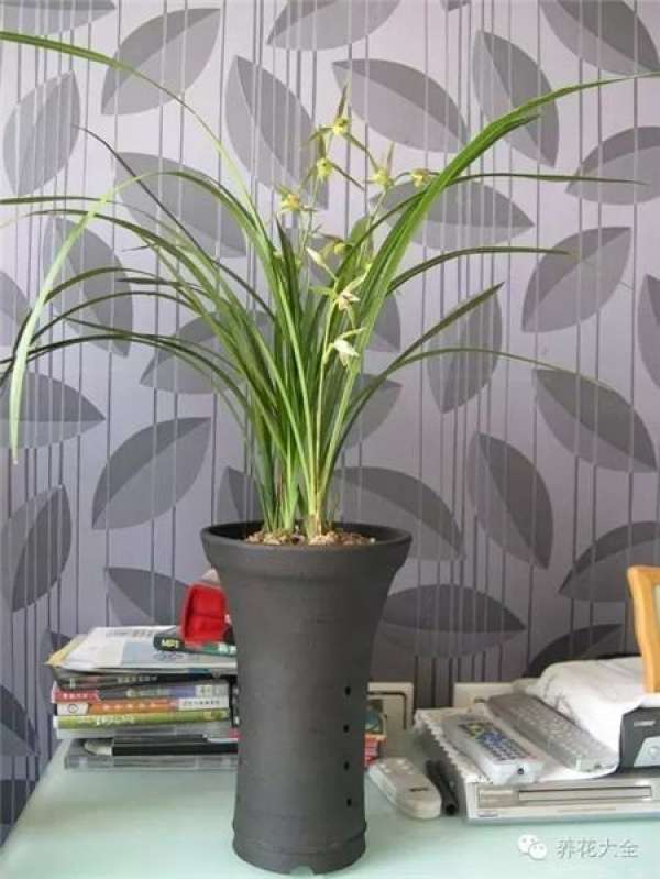 Orchid Pot Selection