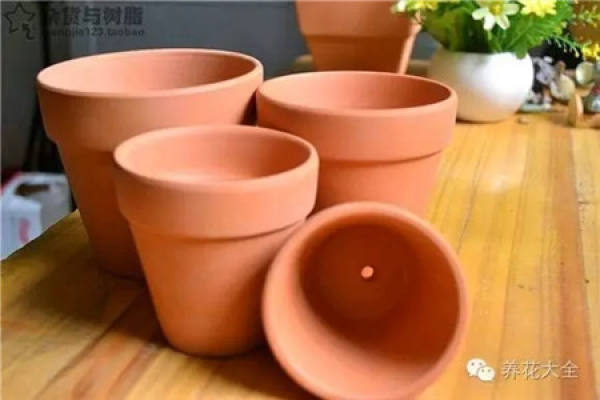 Orchid Pot Selection