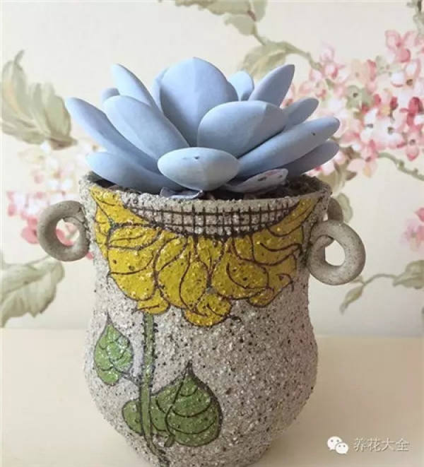 Orchid Pot Selection