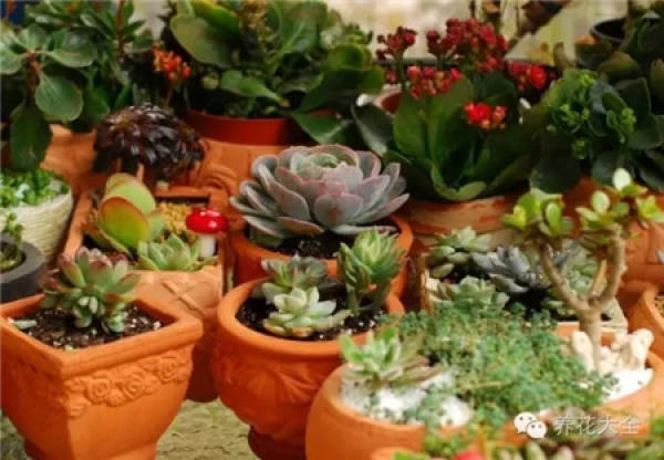 Orchid Pot Selection