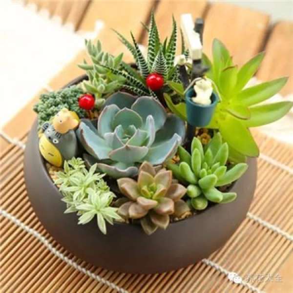 Orchid Pot Selection