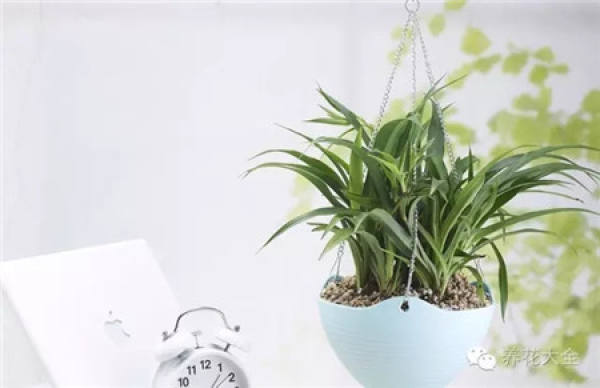 Orchid Pot Selection