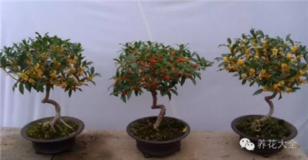 Orchid Pot Selection