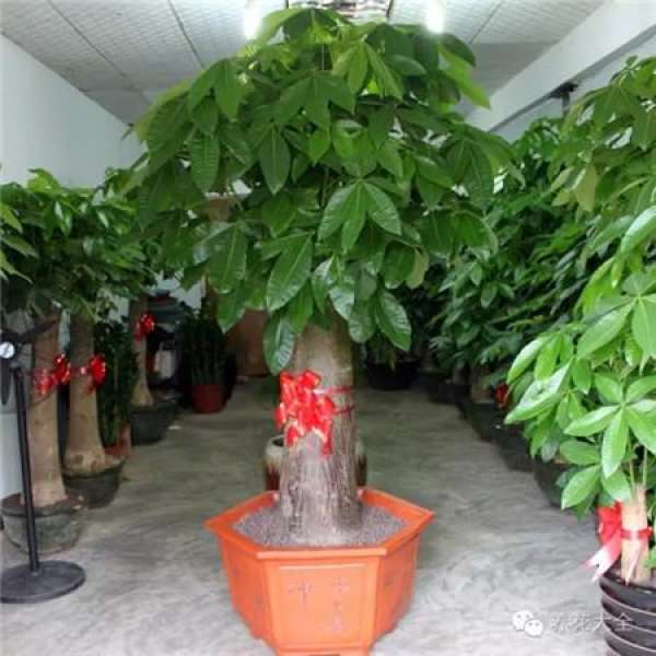 Orchid Pot Selection