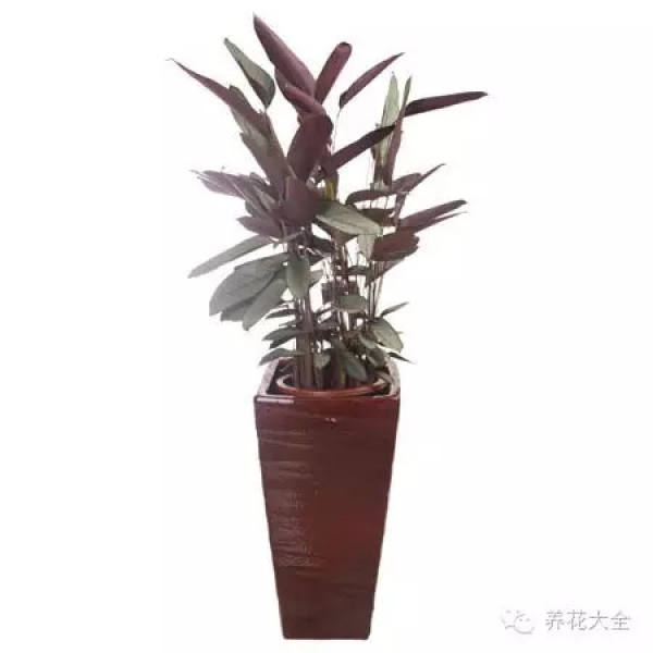 Orchid Pot Selection