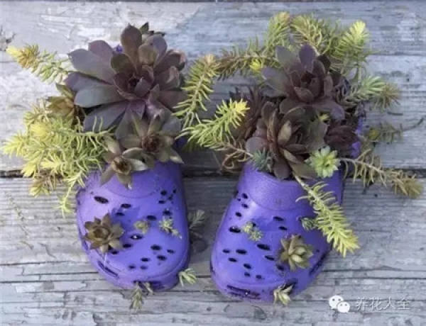 orchid pot