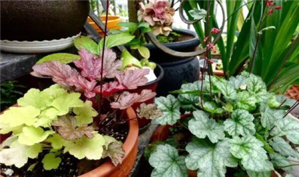 Popular varieties of alum root