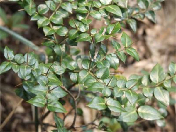 Herba Carpesii