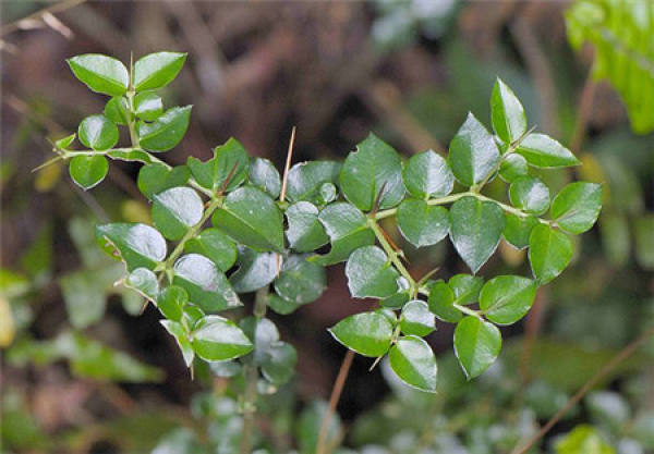 Herba Carpesii
