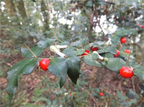 Herba Carpesii