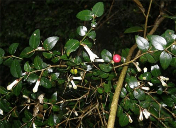 Herba Carpesii