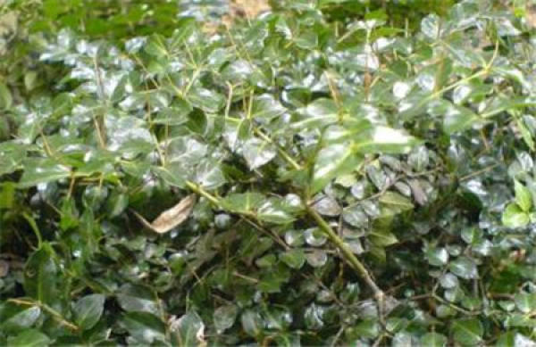 Herba Carpesii