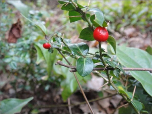 Herba Carpesii