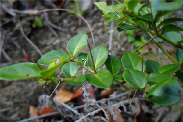 Herba Carpesii