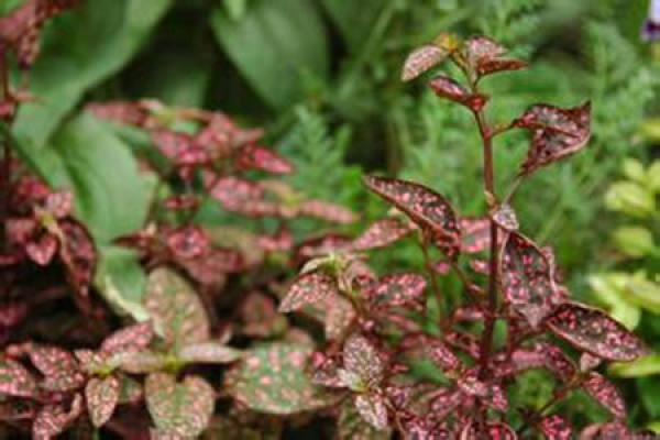 Herba Cistanches