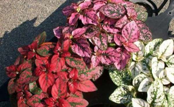 Herba Cistanches