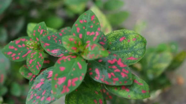 Herba Cistanches