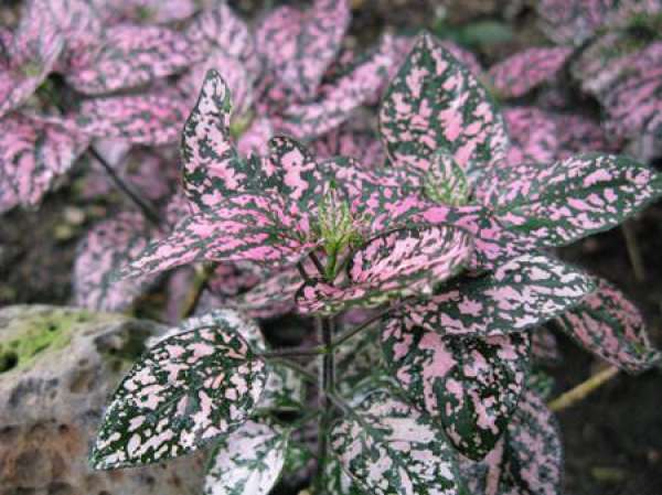 Herba Cistanches