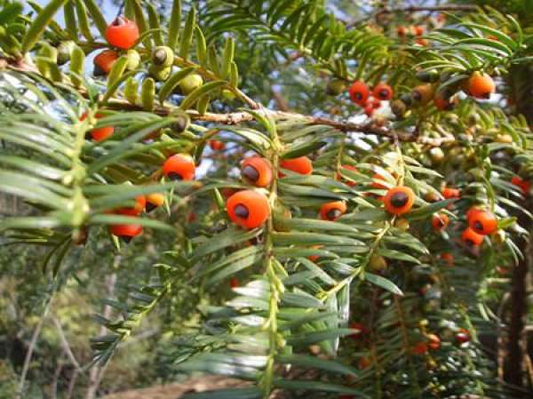 Taxus chinensis